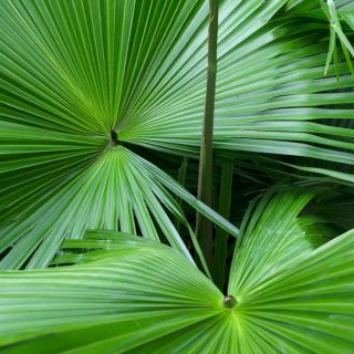 Serenoa (Saw Palmetto)